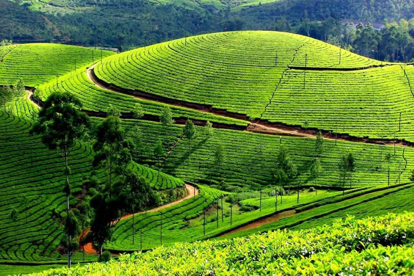 The Svarga Munnar Hill View Resort