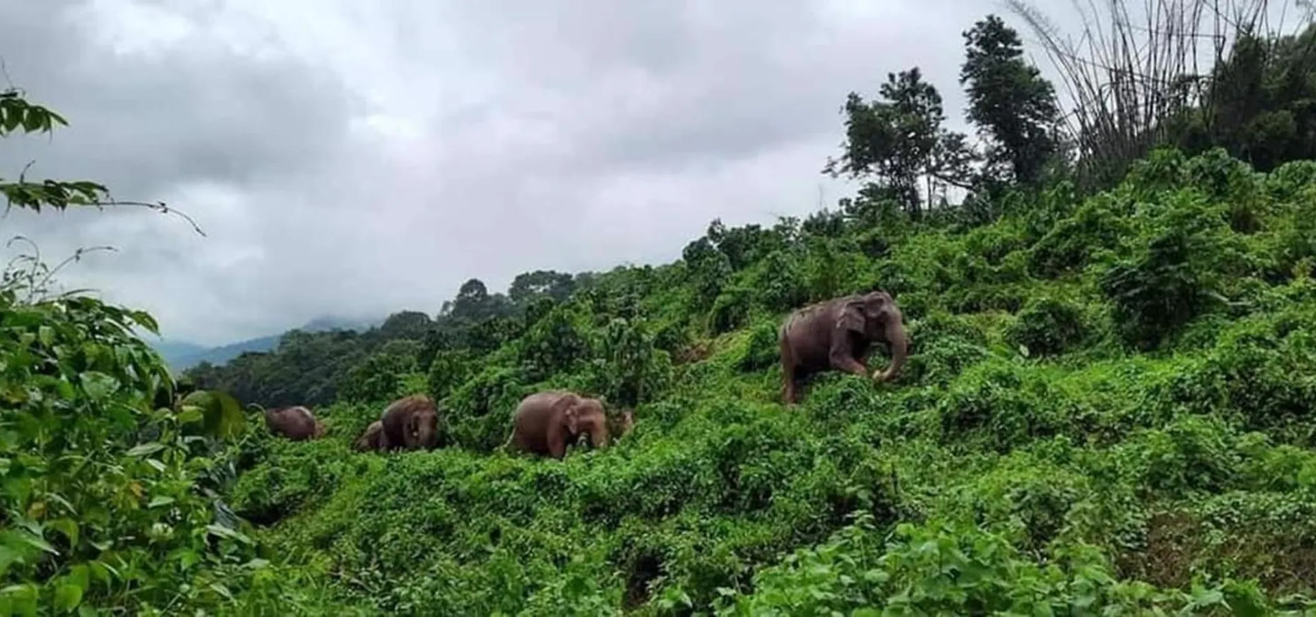 The Svarga Hill View Resort India